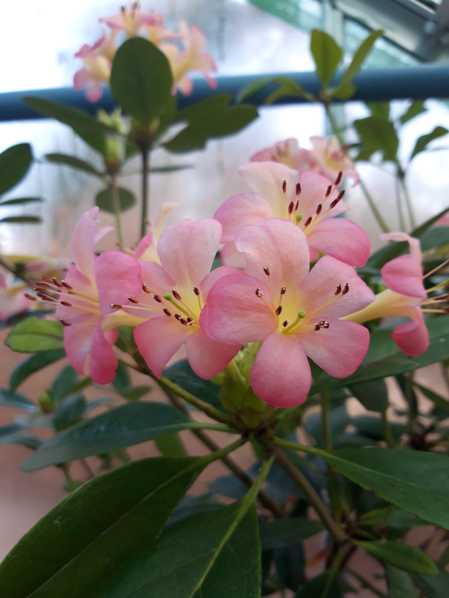 R. 'Cara Mia Vireya